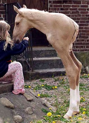 oh-my-god-this-has-to-be-the-weirdest-horse-i-have-ever-seen
