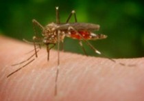 mosquito photo