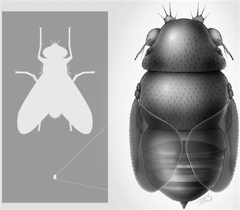 (Image: A reconstruction of the tiny phorid fly Euryplatea nanaknihali, with body size compared with a house fly (Musca domestica); Credit: Inna-Marie Strazhnik)