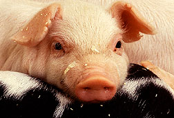 cute pig closeup Photo by Scott Bauer