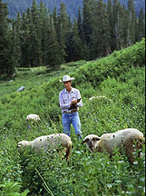 farmer and sheep