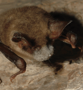 Bat with White-Nose SyndromeImage/CDC/HHS