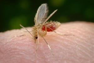 Phlebotomus papatasi sand fly Image/CDC