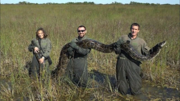 Burmese python killed Florida YouTube screenshot