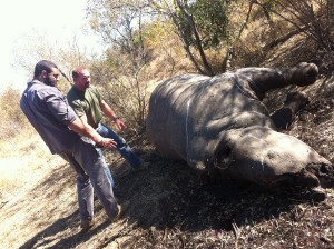 battleground-rhino-wars dead rhino found