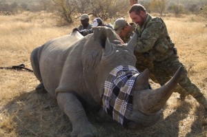 battleground-rhino-wars photos