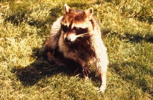 Raccoon Image/CDC