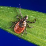 ''black-legged ticks'', Ixodes scapularis Image/CDC
