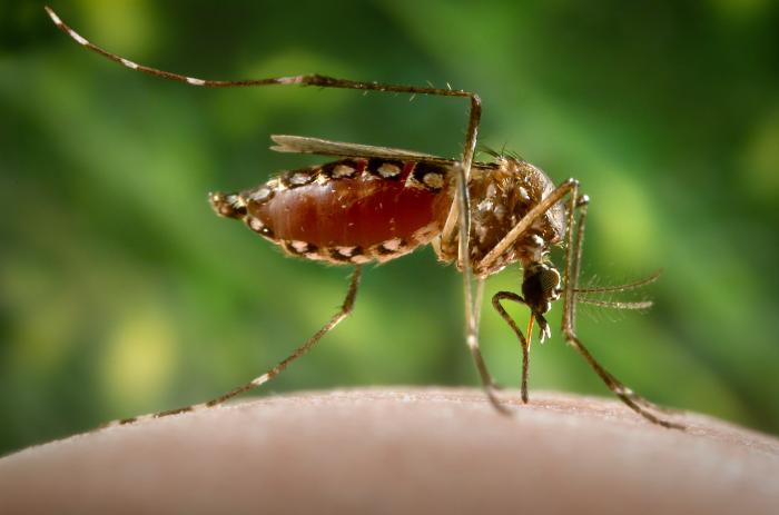 Aedes aegypti Image/CDC
