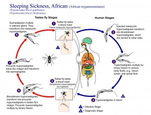 African trypanosomiasis Life Cycle Image/CDC