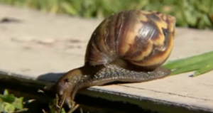 Giant African Land Snail  Image/Video Screen Shot