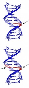 DNA photo Square87 via wikimedia commons