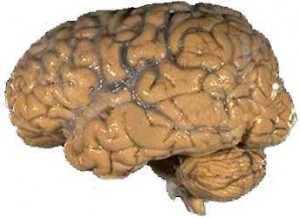 Human brain Image/NIH
