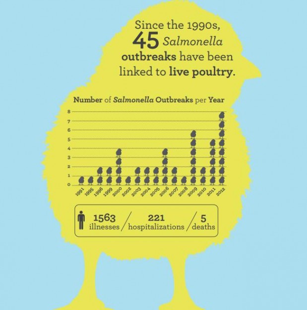 Salmonella outbreaks linked to live poultry Image/CDC