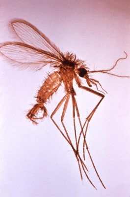 Phlebotomine sandfly Image/CDC