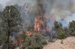 Wild fire are consuming Arizona and sadly 19 firefighters have lost their lives. photo 2012 Poco Wildfire in Tonto National Forest   US Dept of Ag