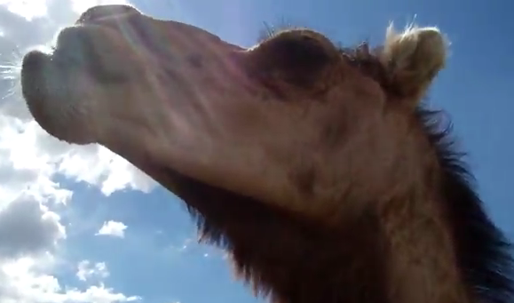Dromedary Camel . Image/Video Screen Shot