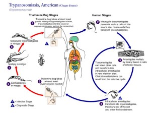 Chagas life cycle Image/CDC