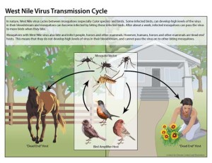 West Nile virus life cycle Image/CDC