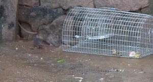 Capturing rats Image/Video Screen Shot