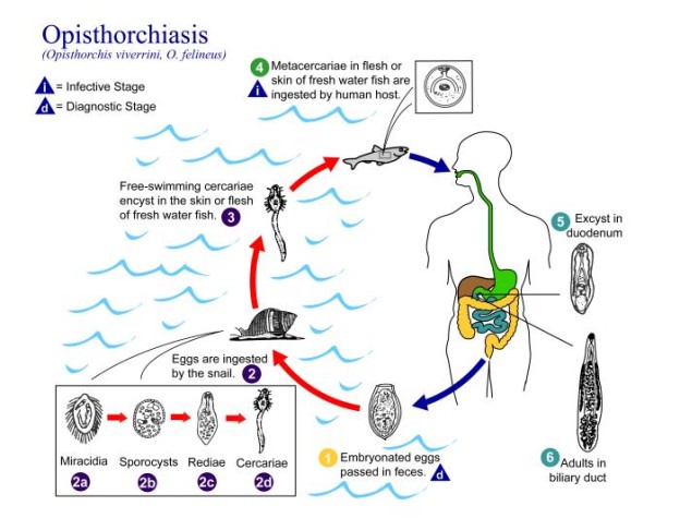 Opisthorchis Life Cycle Image/CDC