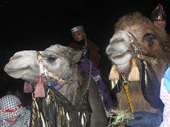 Camel procession Christmas Wonderland