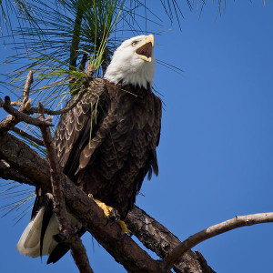 Bald Eagle Public domain image/Ken Thomas