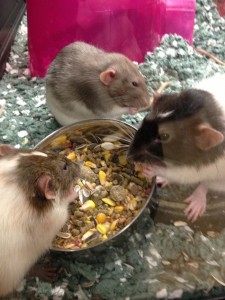 Rats/CDC