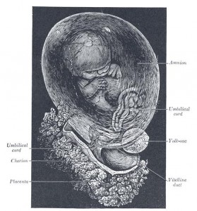 Human Fetus at 8 weeks photo Henry Gray