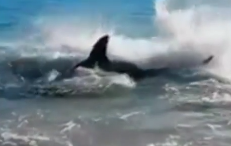 Great White Shark Chokes On Sea Lion In Australia/Video Screen Shot