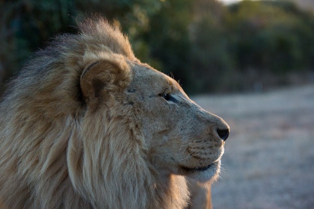 This one-hour special provides an in-depth look into the lions’ unique physical attributes, their complex hunting strategies and their intricate hierarchy. The show follows Boone Smith across the Nambiti Game Reserve, as he tracks a lion coalition as they hunt and search for a mate, ultimately putting him face to face with them in The Box.  (photo credit:  National Geographic Channels/Mariella Furrer)