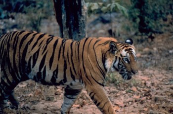 BANDHAVGARH, INDIA: A remote and protected wilderness, Bandhavgarh, lies deep in the heart of ancient India.  Tigers battle for dominance among the ruins of a lost empire. (Photo credit: © National Geographic Channels)