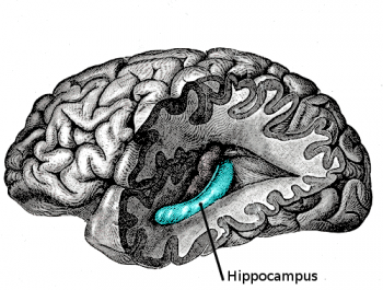 Hippocampus/Public domain image
