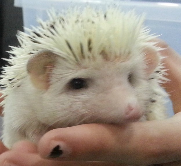 Hedgehog at Repticon Tampa, Nov 2014 photo/Brandon Jones