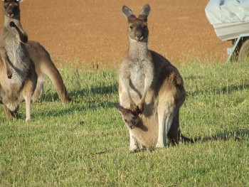 Kangaroo and Joey/Tom Lind