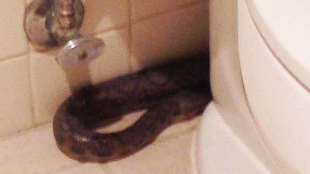 This boa crawled out of the toilet, shocking a PR firm in San Diego  photo supplied by Vertical PR