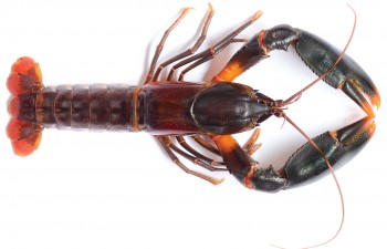 Cherax snowden/http://zookeys.pensoft.net/articles.php?id=6127&display_type=element&element_type=8&element_id=21259&element_name=