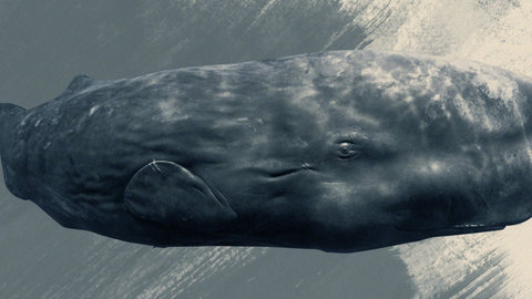 A whale illustration as seen on Sonic Sea. photo courtesy of Discovery Channel