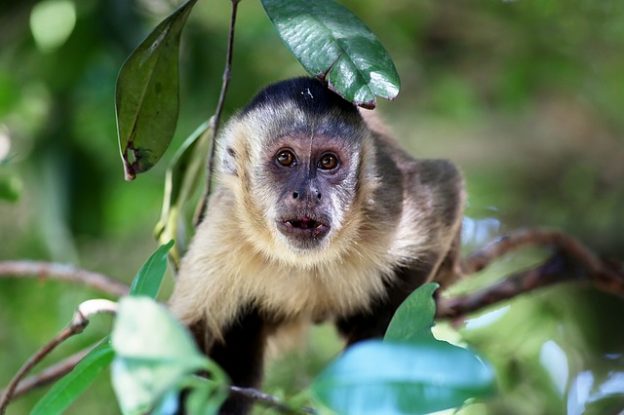 Capuchin monkey Image/joelfotos