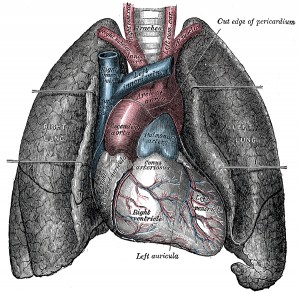 Heart and Lungs diagram Gray's anatomy