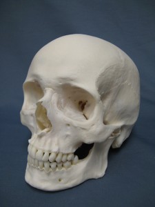 Model of a Male Human Caucasian Skull. Photo/Skimsta via wikimedia commons
