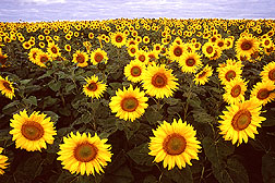 a sunflower field Photo by Bruce Fritz