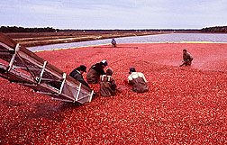canberry harvest Photo by Keith Weller