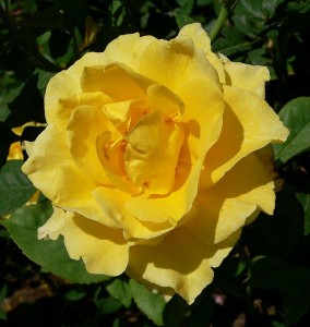 Photo of Rosa 'New Day' at the Springs Preserve garden in Las Vegas, Nevada, taken May 2005 by User:Stan Shebs