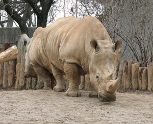 White Rhino, rhinocerous