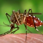 Aedes aegypti  Image/CDC