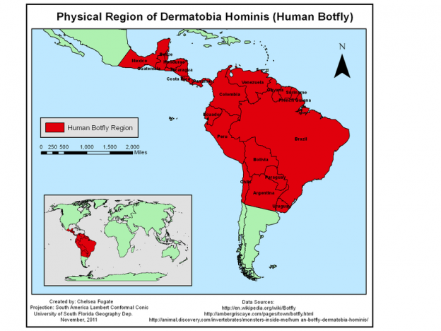 This map depicts the physical region of the human bot fly.Image/Chelsea Fugate via Wikimedia Commons
