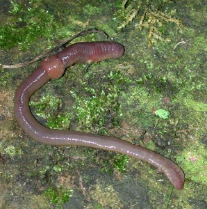 Regenwurm earthworm on groud