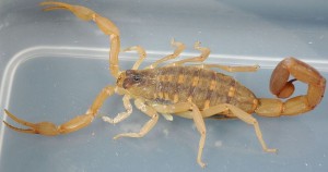 Striped Bark Scorpion photo by Charles & Clint