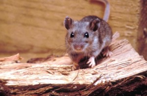 Deer Mouse Image/CDC
